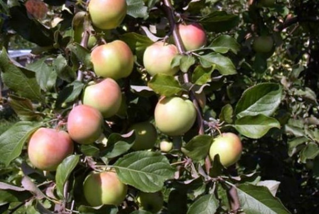 Основные характеристики яблони
