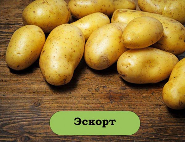 Таблица самых лучших сортов картофеля с описанием