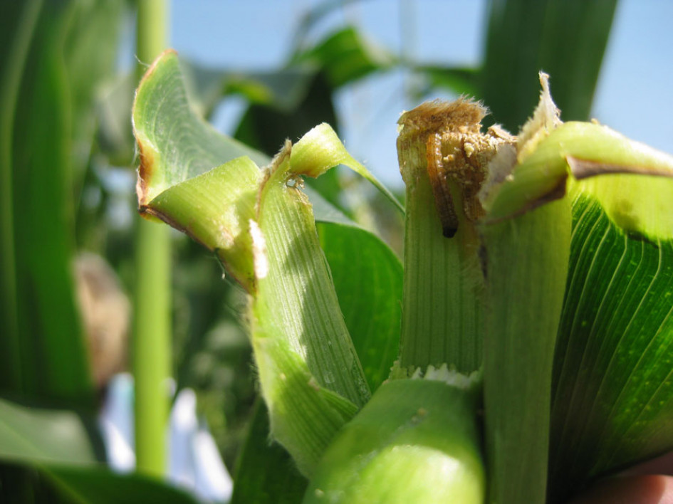 Выращивание кукурузы из семян