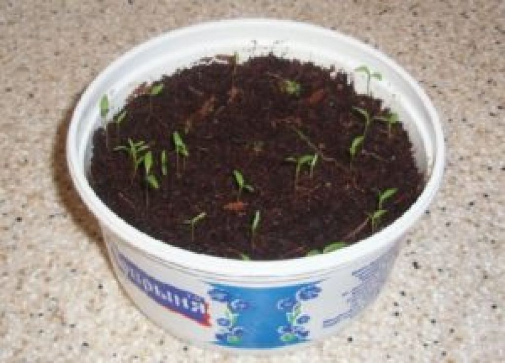 Как посадить семена укропа дома
