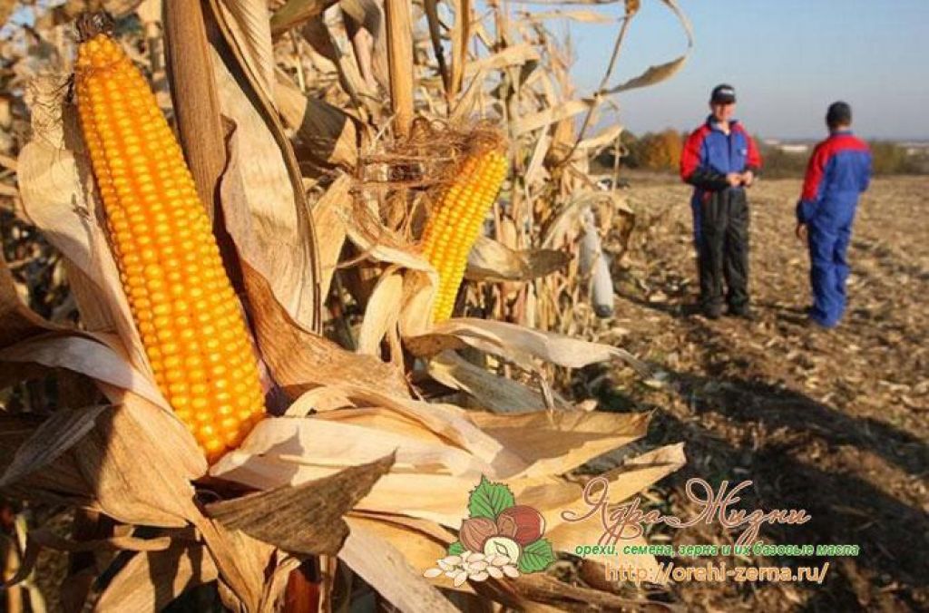 Кукуруза сбор урожая. Сбор кукурузы. Урожай кукурузы. Кукурузное поле.
