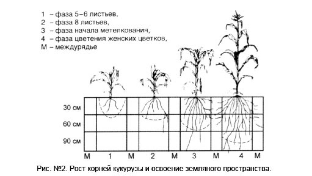 Кукуруза детская сахарная схема посадки