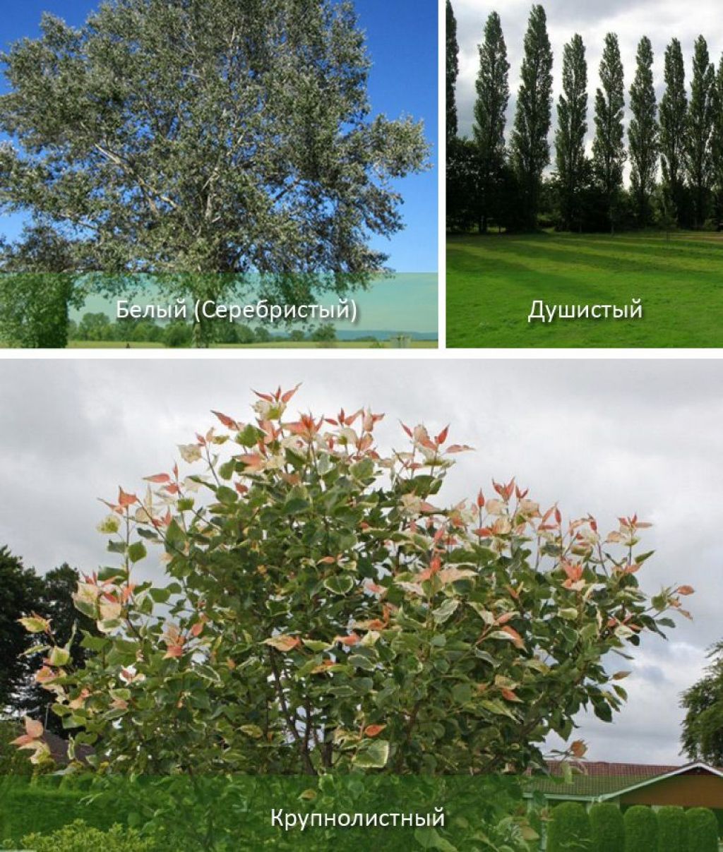 Деревья и кустарники москвы фото и названия