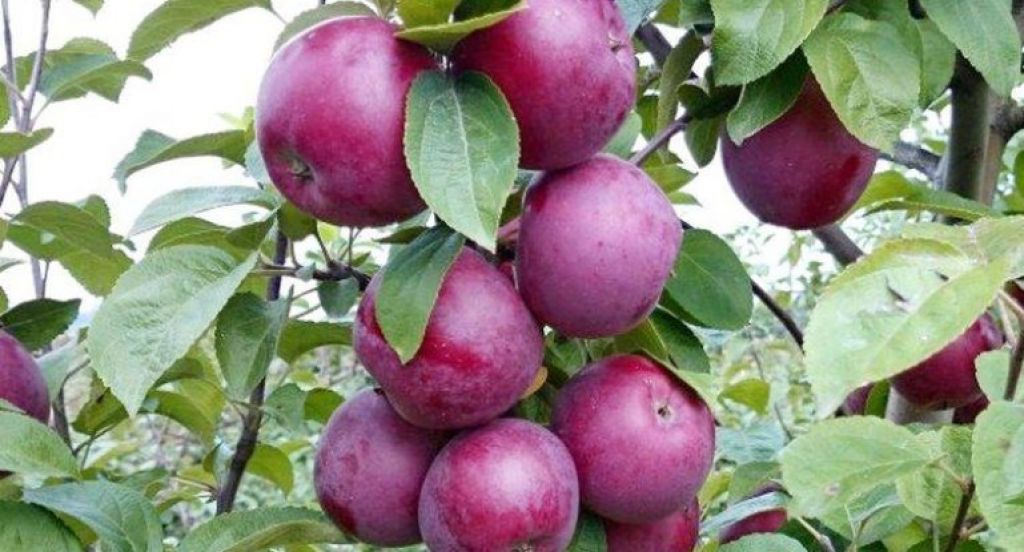 Сорт яблони вильямс прайд фото и описание сорта фото