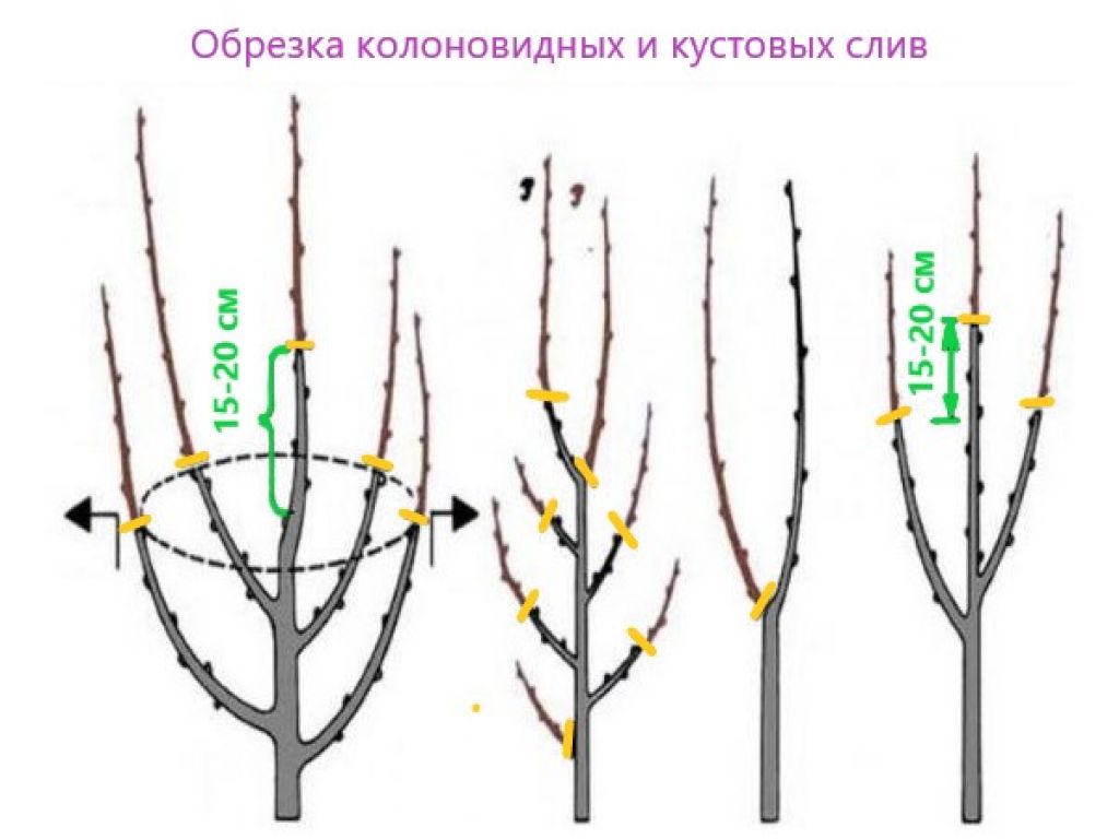 Обрезают ли сливу