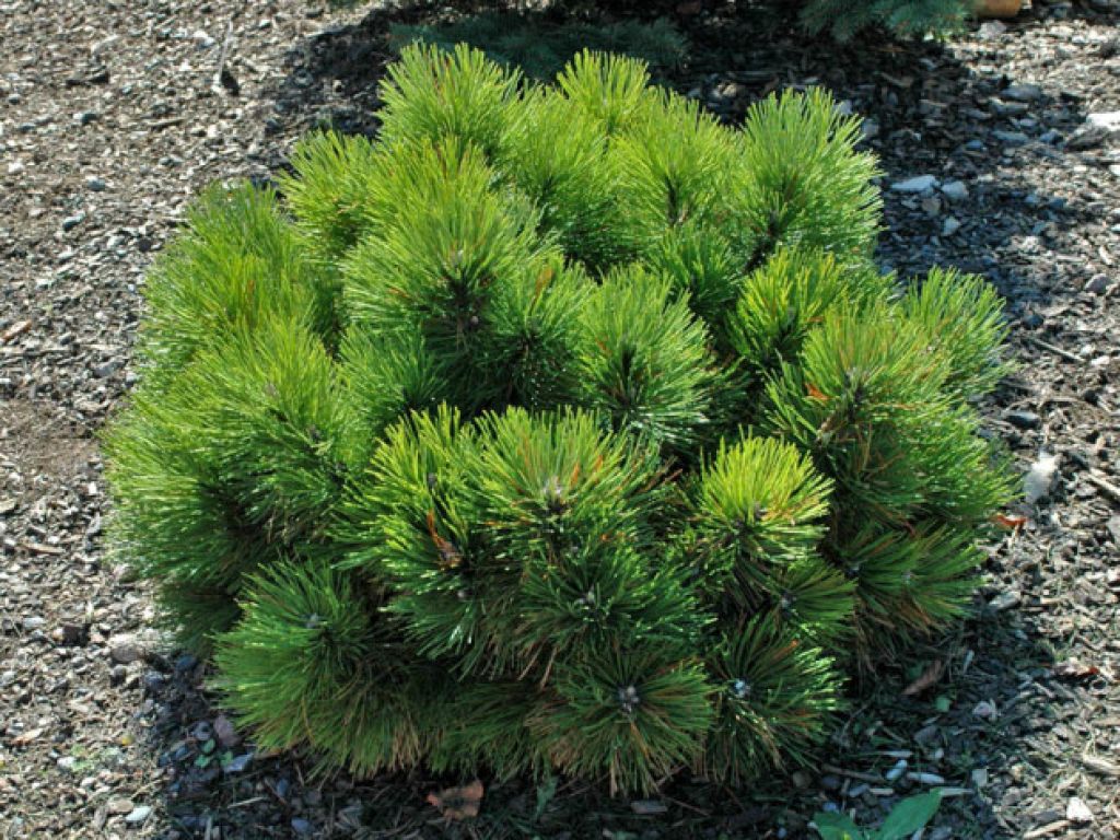 Сосна горная карликовая. Сосна Горная Пумилио (pumilio). Pinus nigra. Сосна Горная Мугус. Сосна Горная Nana.