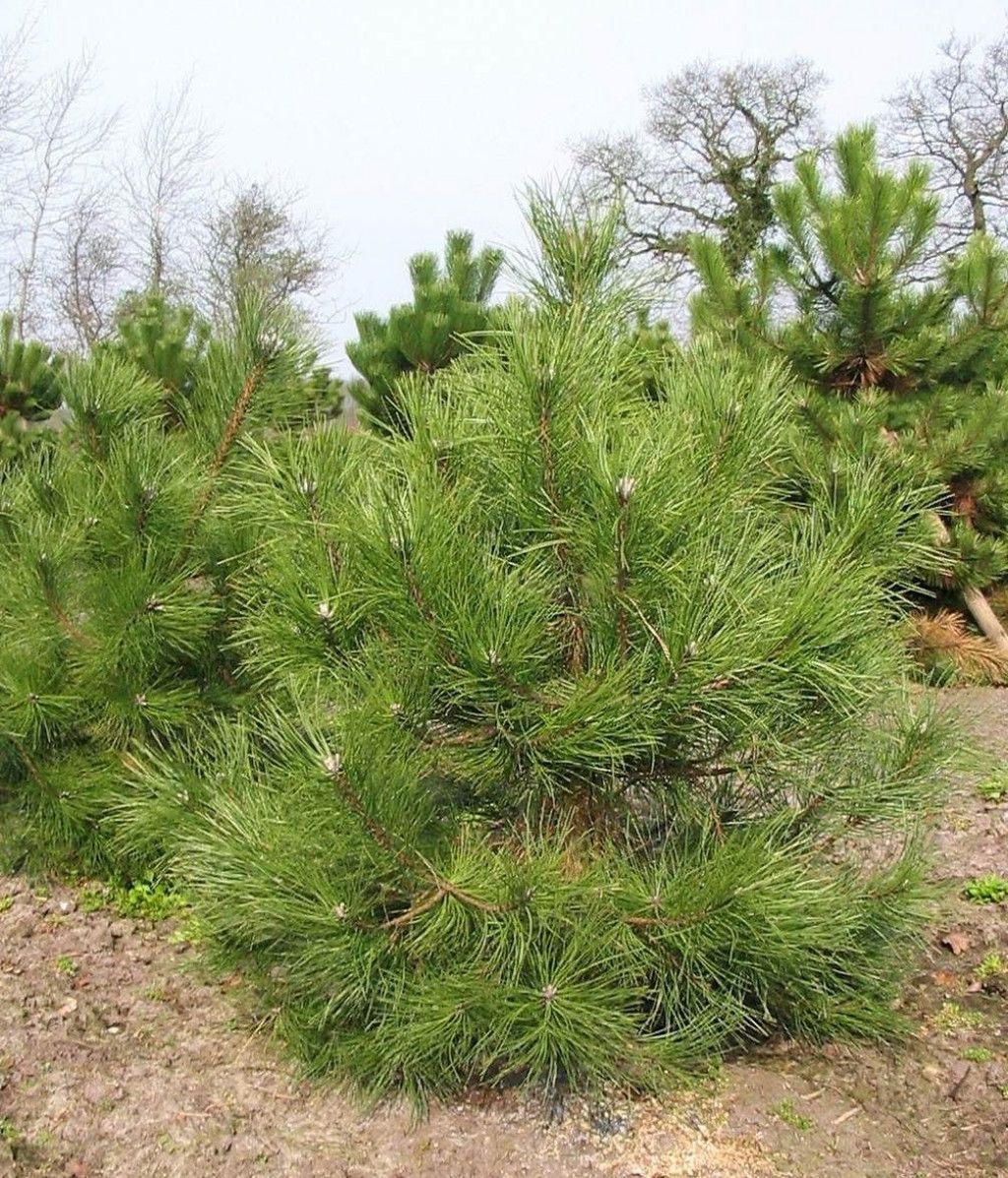 Купить сосны воронеж. Сосна Pinus nigra. Сосна черная Австрийская. Сосна черная nigra. Сосна черная (Pinus nigra).