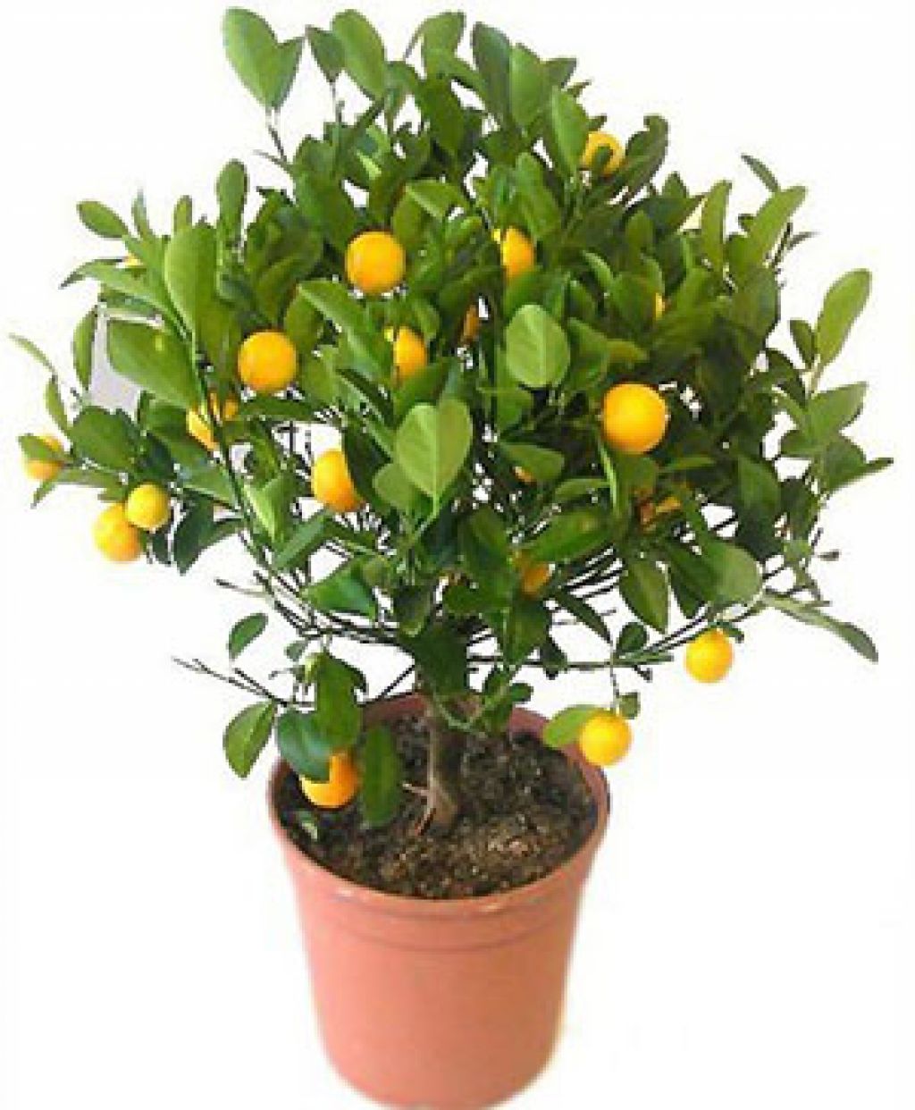 Купить лимон мандарин. Цитрофортунелла апельсин. Цветок цитрус каламондин. Комнатный мандарин каламондин. Цитрофортунелла дерево.