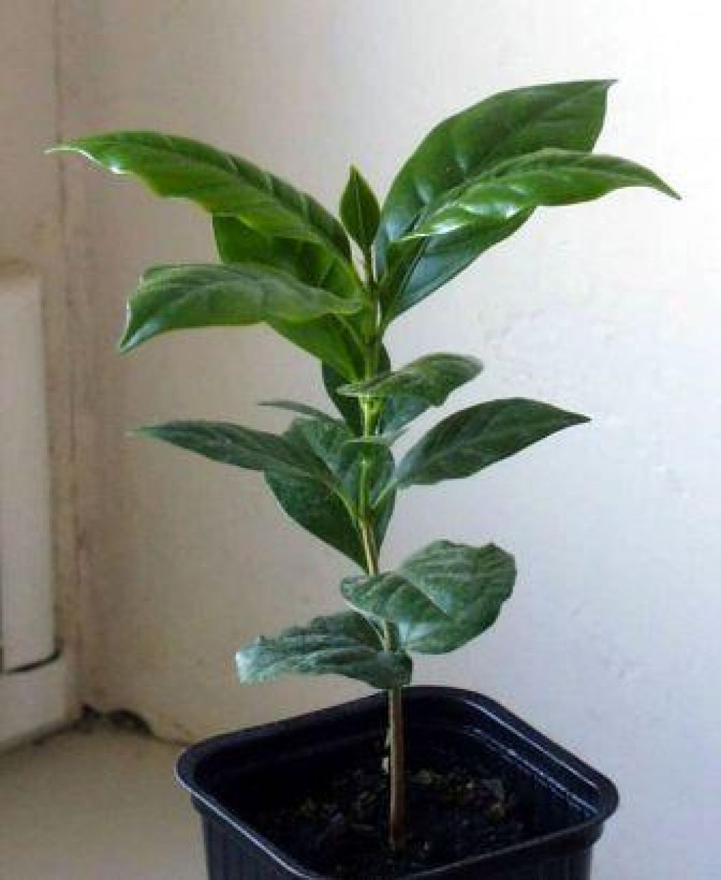 Домашние растения кофе арабика. Кофе Арабика растение. Кофе Арабика саженцы. Кофе Арабика комнатное растение. Кофейное дерево Арабика комнатное растение.