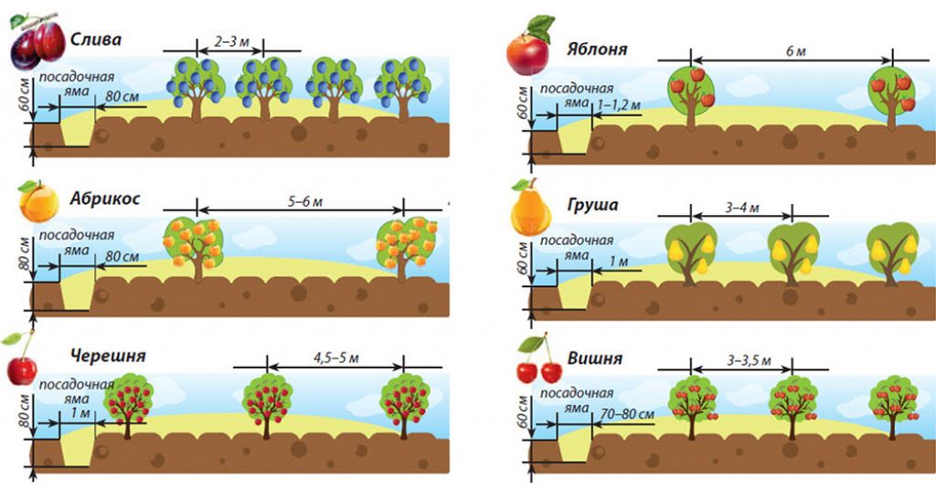 На каком расстоянии можно сажать яблони. Схема посадки саженцев плодовых деревьев. Схема посадки кустарников плодовых между деревьями. Схема посадки плодовых деревьев таблица. Схема посадки плодовых саженцев на участке.