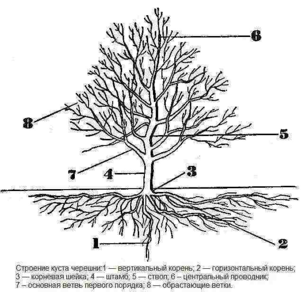 Элемент системы дерево. Корневая система абрикоса схема. Корневая система черешни. Строение плодового дерева вишня. Корни абрикоса глубина.