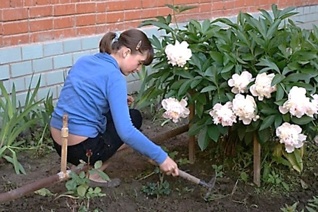 Уход за пионом зимой и осенью. Пион Sumvitg. Мульчирование пиона. Прополка пиона. Пионы куст.