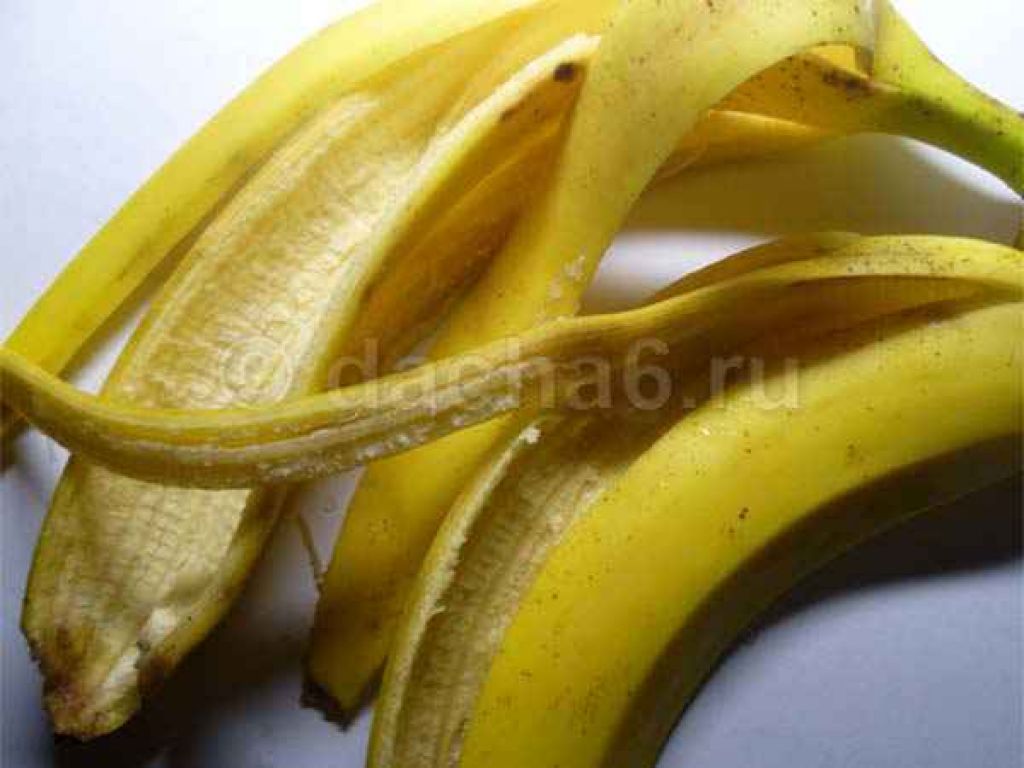 Мякоть банана для подкормки. Кожура банана зеленого цвета. Банановые корочки для полива цветов. Порошок бананов,.