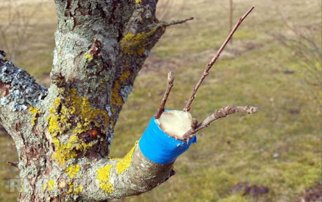Прививки деревьев весной своими руками
