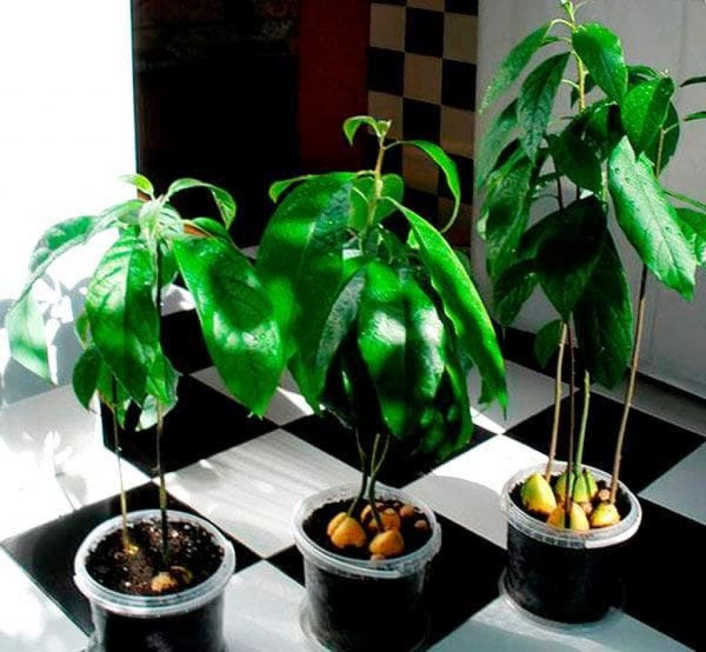 Какое вырастает авокадо