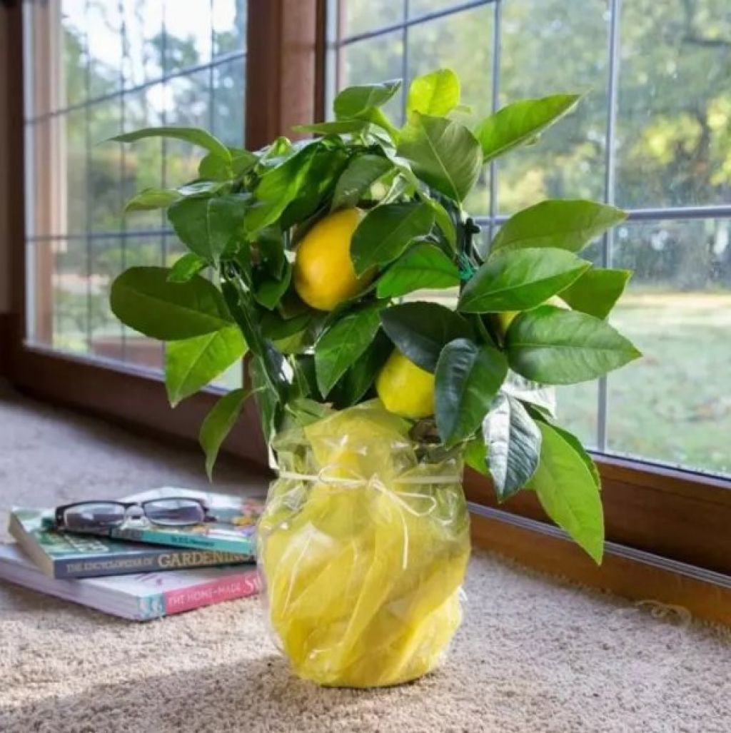 Вырастить лимон в домашних условиях с плодами. Цитрус (комнатное растение) лимон Мейера. Лимон Мейера Росток. Цитрус лимон дерево. Цитрус (комнатное растение) лимон Лунарио.