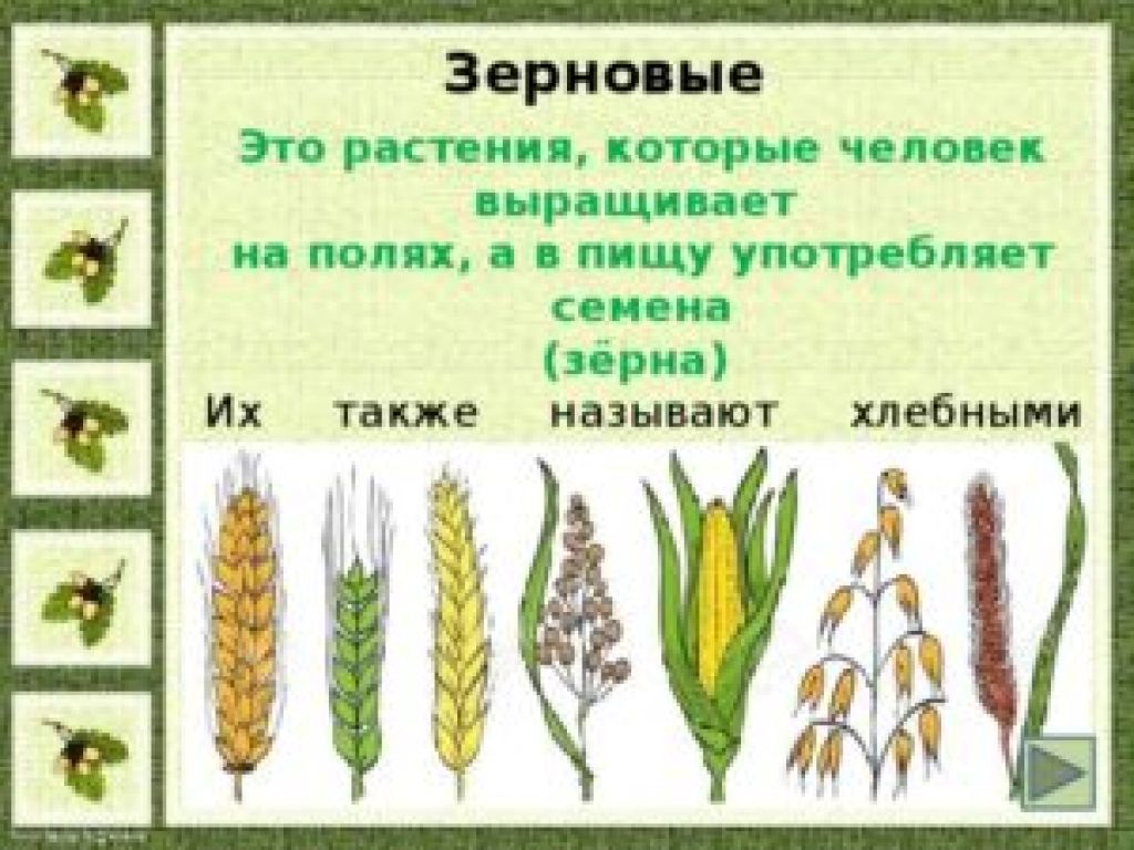 Название группа растений где выращивают. Зерновые культуры которые относятся к хлебным злакам. Злаки культурные растения. Зерновые культурные растения. Зерновые растения и их названия.