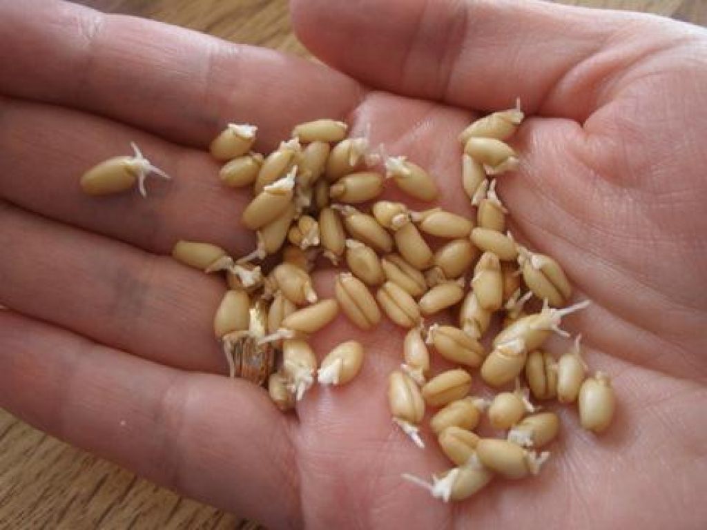 Условия прорастания семян пшеницы