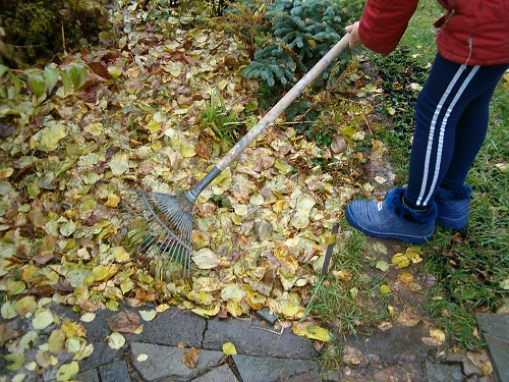 Надо ли убирать листву. Уборка листвы. Уборка листьев на даче. Для сбора листвы. Уборка опавших листьев на участке.