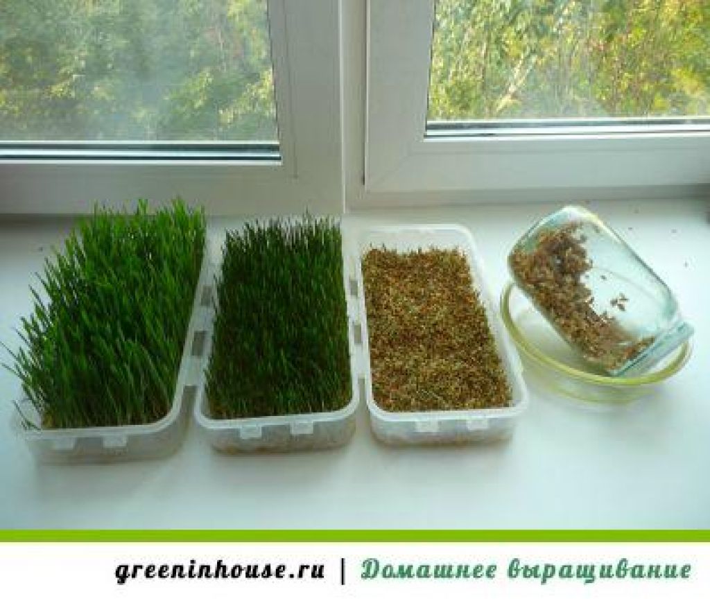 Как посадить семена укропа в домашних