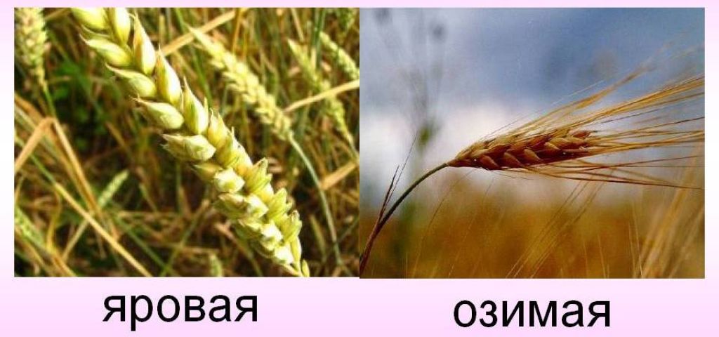 Озимая яровая отличия. Озимая и Яровая пшеница отличия. Разница между озимой и Яровой пшеницей. Озимая и Яровая пшеница отличия зерна. Виды пшеницы озимая и Яровая.