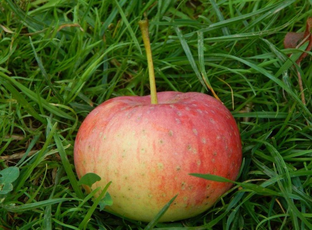 Низкорослые сорта яблонь для средней полосы. Эмбасси яблоня. Хелена сорт яблони.