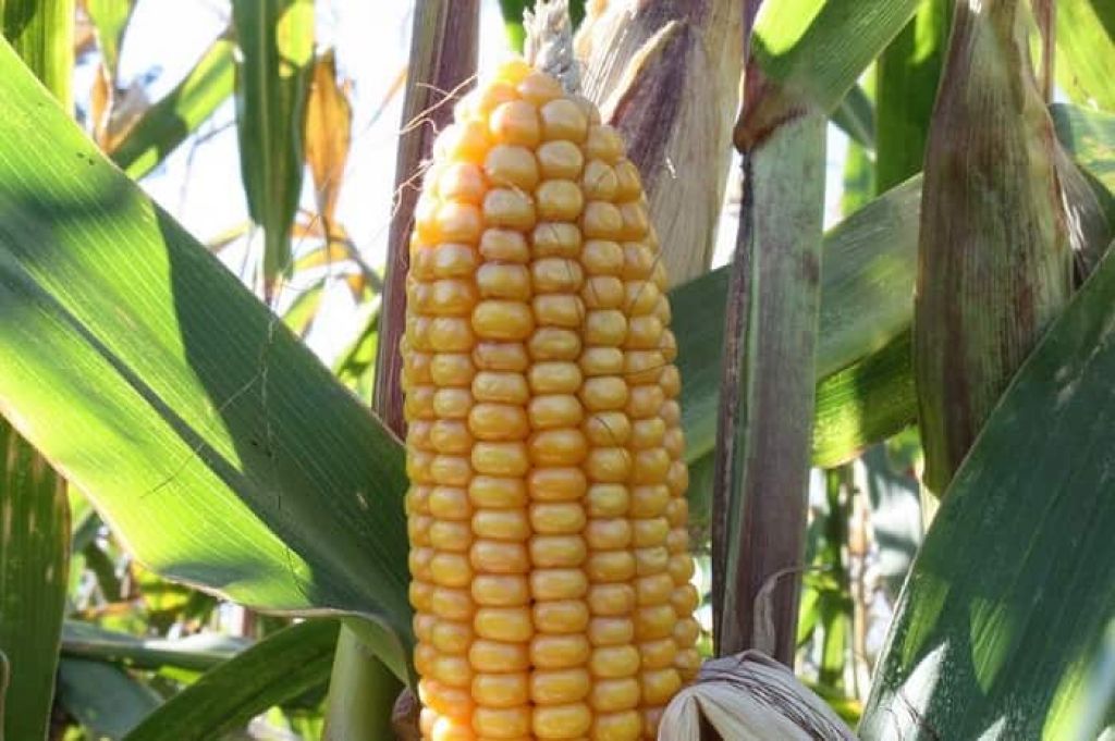 В каком месяце сажают кукурузу. Зубовидная кукуруза. Кукуруза однодомное растение. Кукуруза ацтеков. Кукуруза ацтеков цветная.