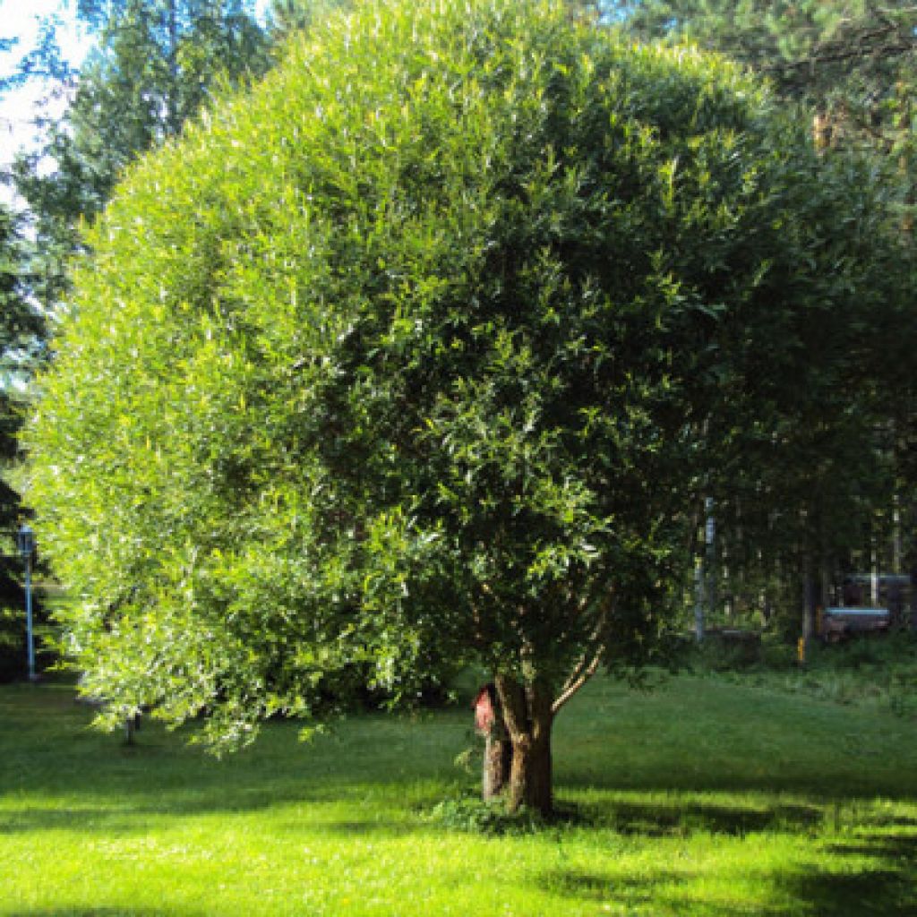 Вид ивы 3. Ива ломкая шаровидная (Salix fragilis globosa). Ива ломкая шаровидная Булата. Ива ломкая шаровидная ‘bullata’. Ива ломкая (шаровидная) Salix fragilis.
