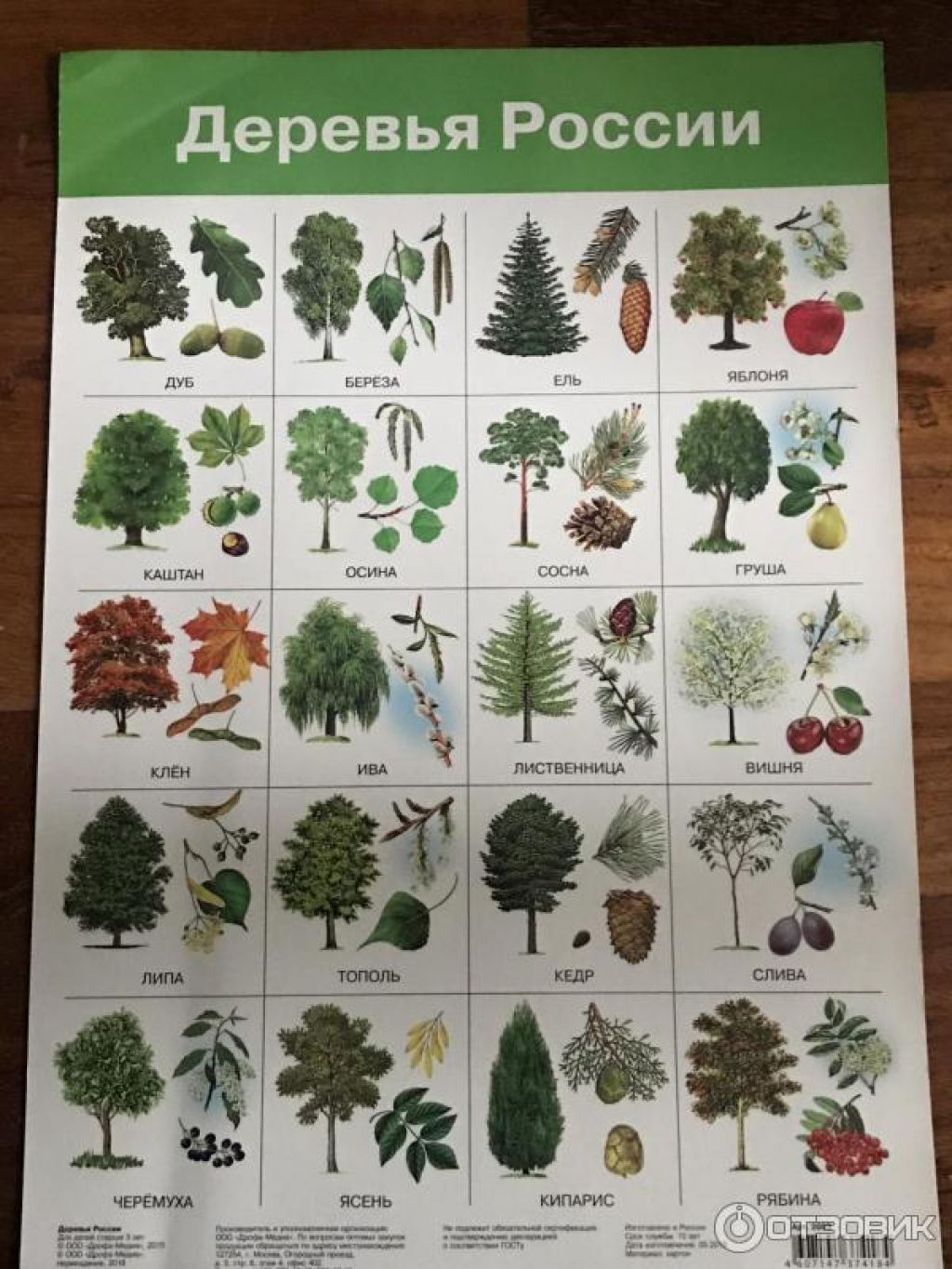 картинки разных деревьев с названиями для детей
