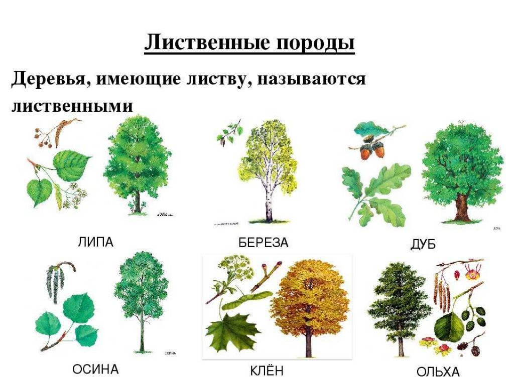 Название русского дерева. Лиственные деревья. Лиственные деревья названия. Лиственные породы деревьев. Лиственные деревья названия с картинками.