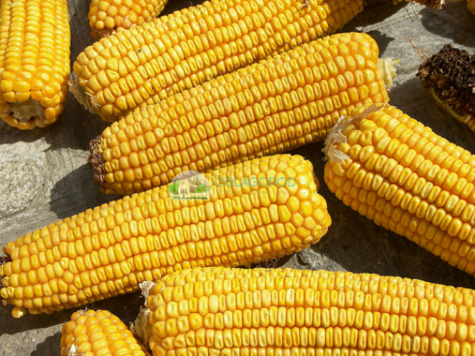 Виды кукурузы, их особенности и предназначение