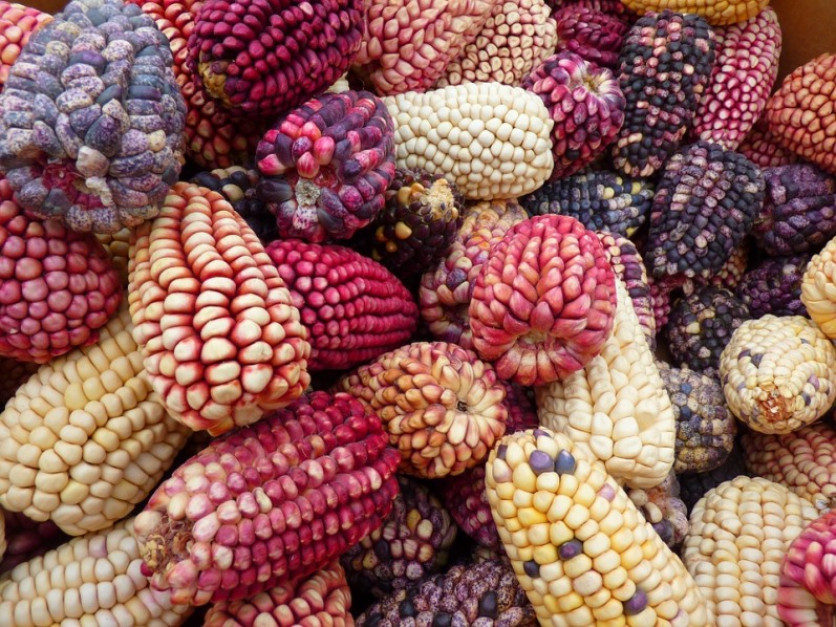 Кремнистая кукуруза: характеристика сортов