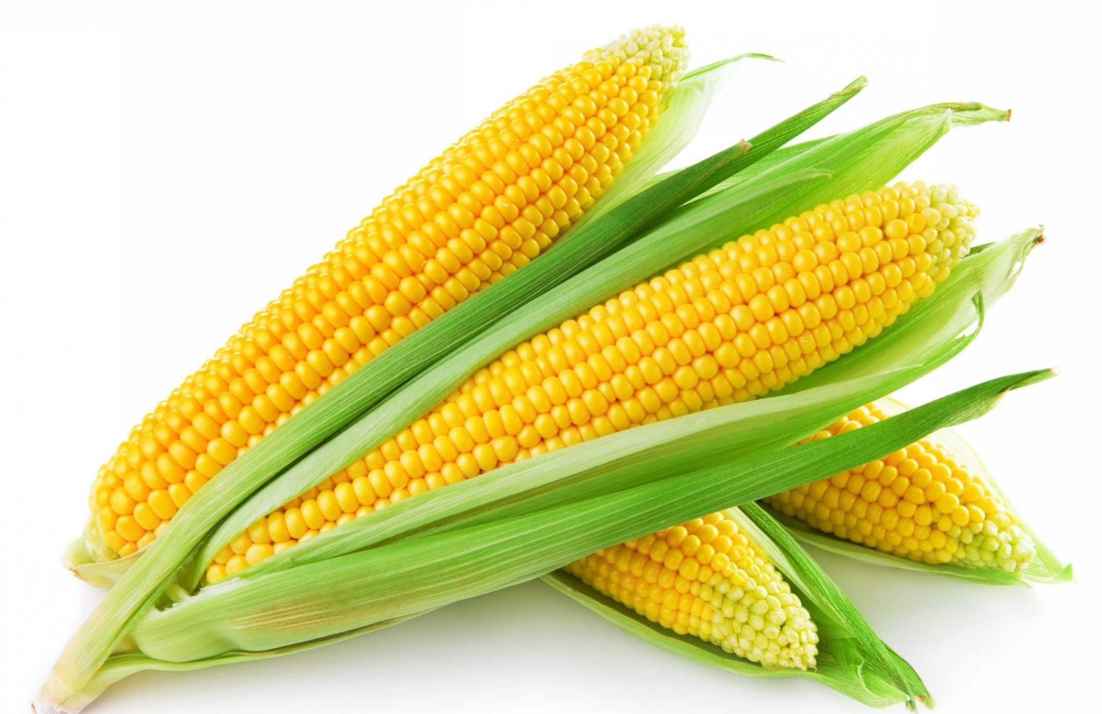 Какой выбрать сорт кукурузы для выращивания