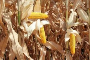 Когда созревает кукуруза: сроки поспевания и сбора
