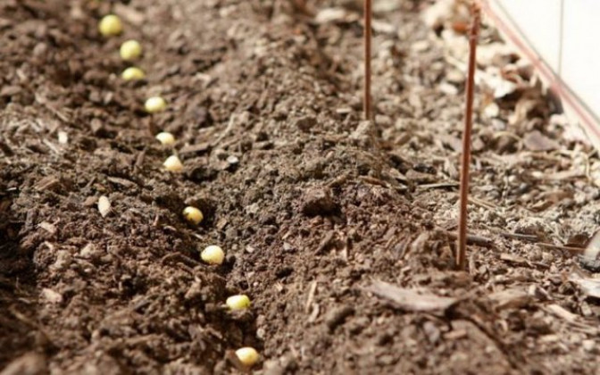 Посадка семян гороха в открытый грунт: получение семян и их обработка