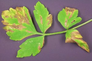 Болезни петрушки листовой