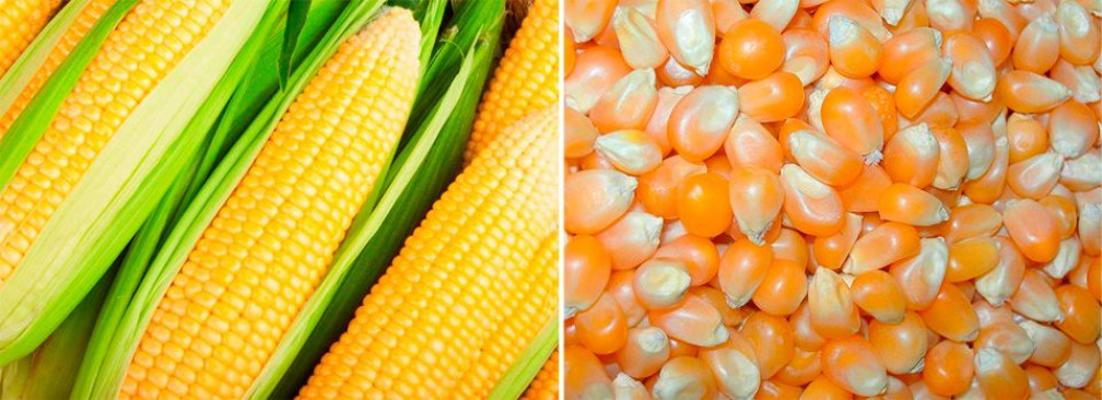 Рассадный и безрассадный способы выращивания кукурузы