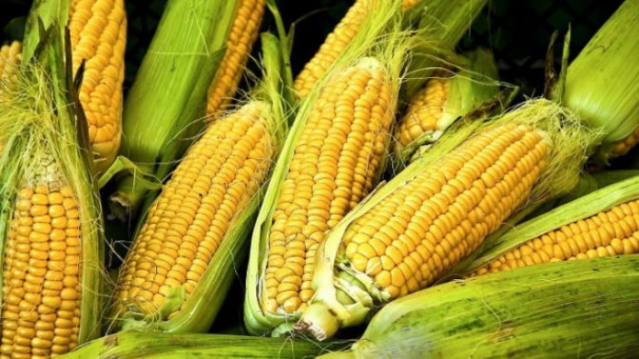 Виды кукурузного крахмала