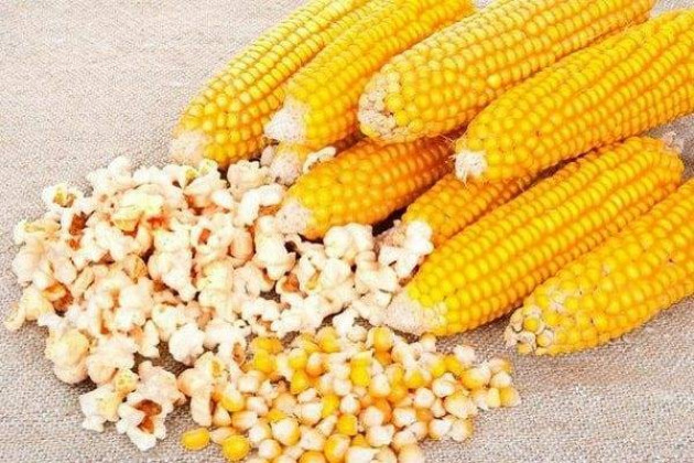 Как собрать кукурузу для попкорна?