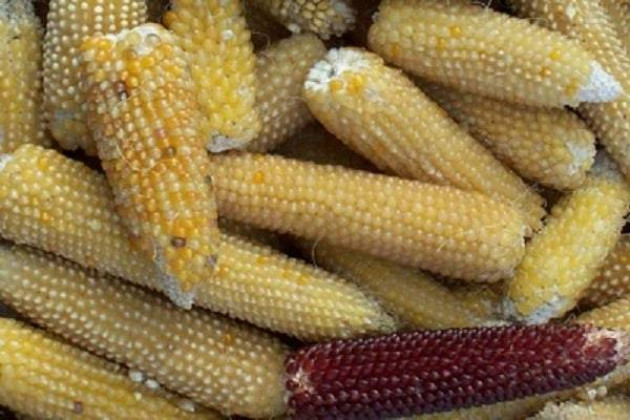 Как собрать кукурузу для попкорна?