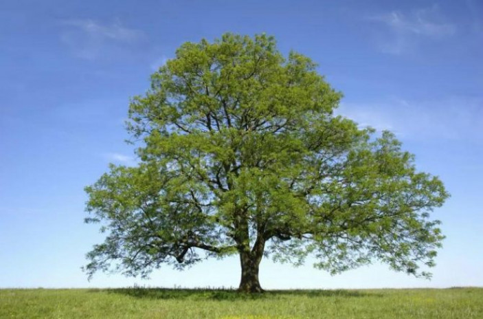 Общее описание дерева