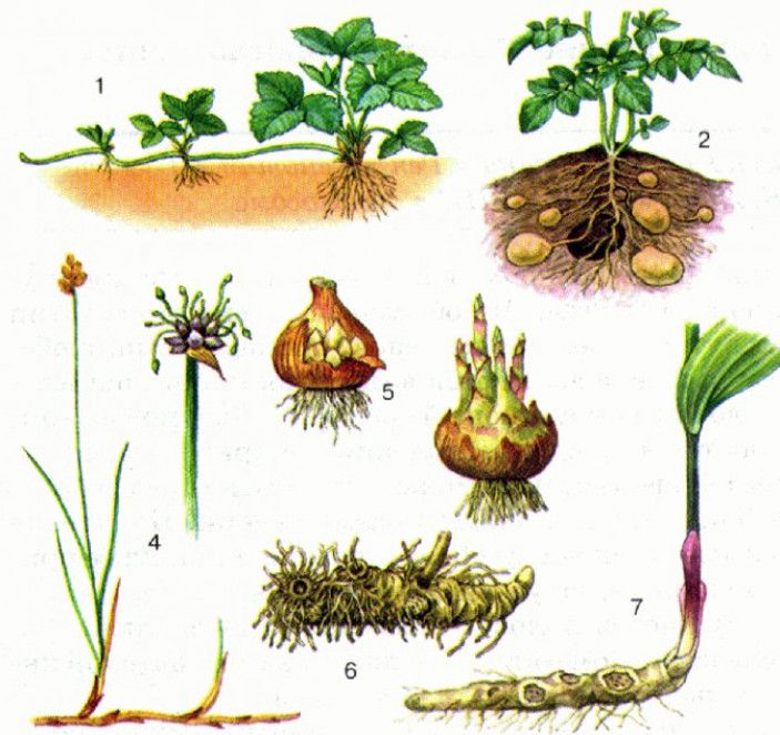 Размножение растений: семенное и вегетативное