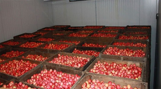 Особенности агротехники яблони при интенсивной технологии.