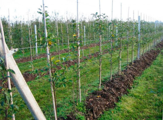Особенности агротехники яблони при интенсивной технологии.