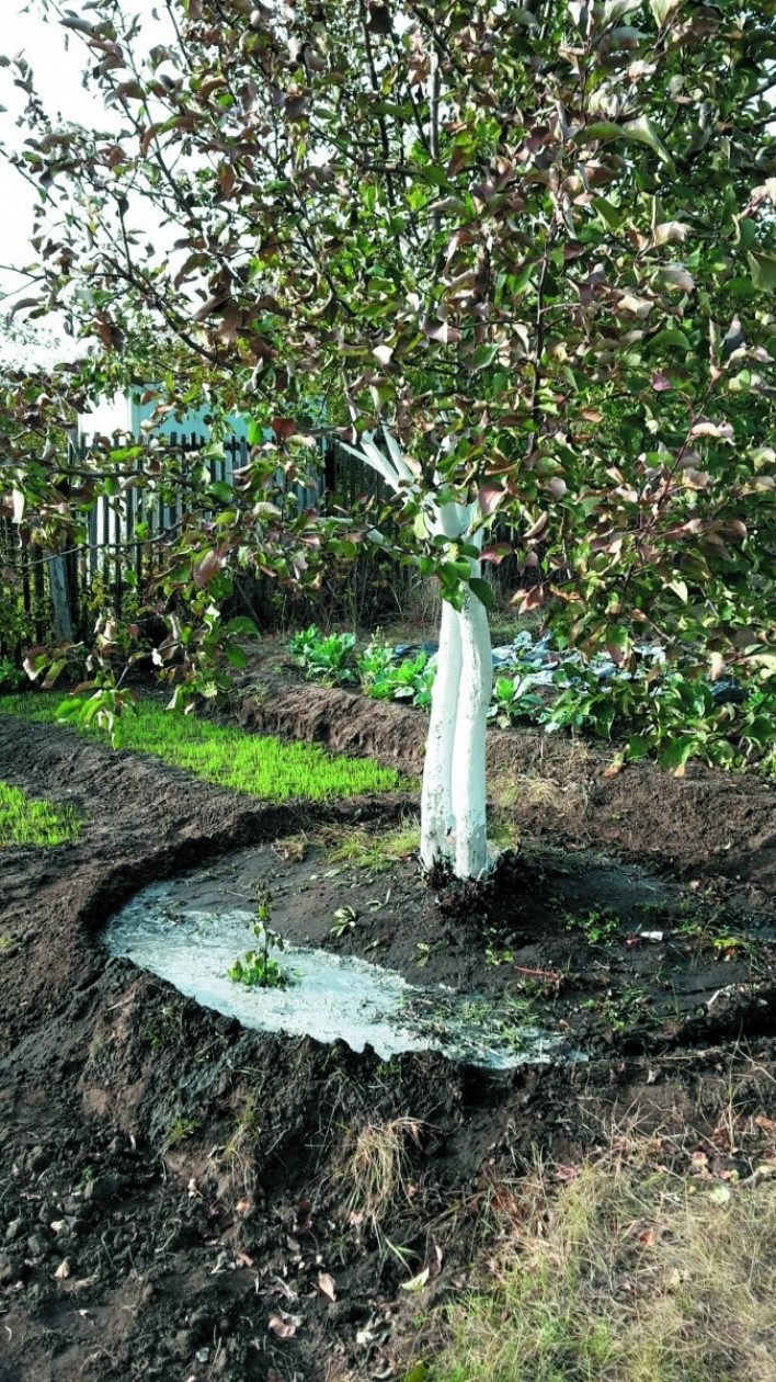 Можно ли поливать деревья методом дождевания