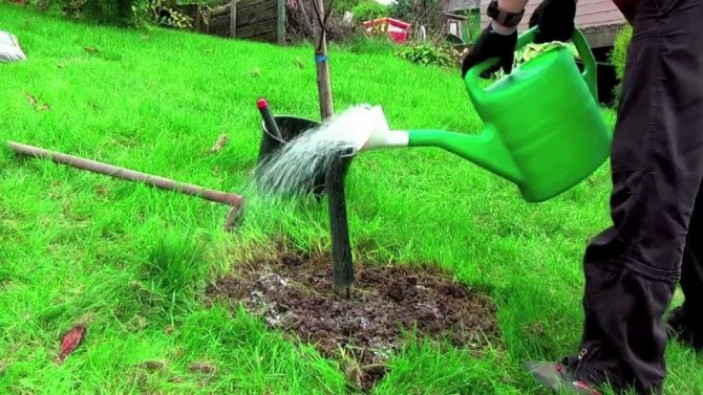 Можно ли поливать деревья методом дождевания