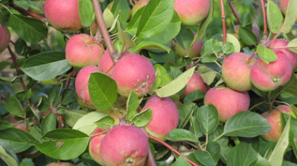 достоинств яблони Розовый налив | Полезные статьи на блоге Беккер
