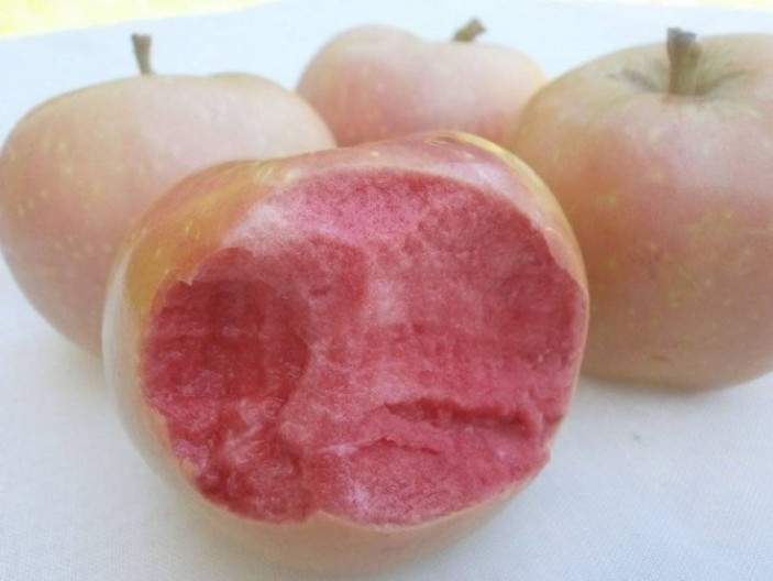 Сорт яблони Розовый жемчуг