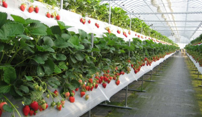 Выращивание ягод на диаммофоске