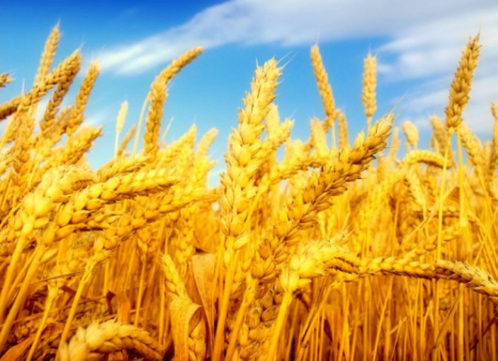 Разновидности пшеницы